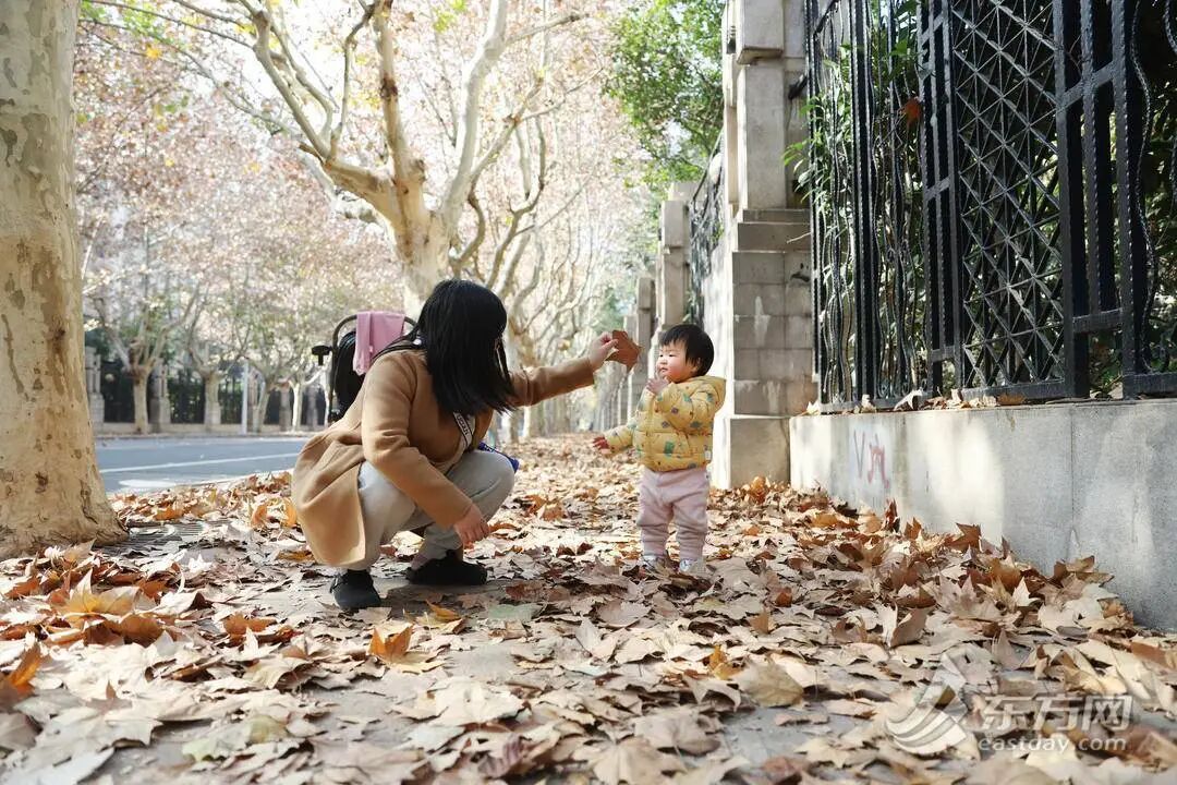 上海多条马路限定风景刷屏出圈!美出新高度,已进入倒计时,想打卡要抓紧→ 上海多条马路限定风景刷屏出圈!美出新高度,已进入倒计时,想打卡要抓紧→