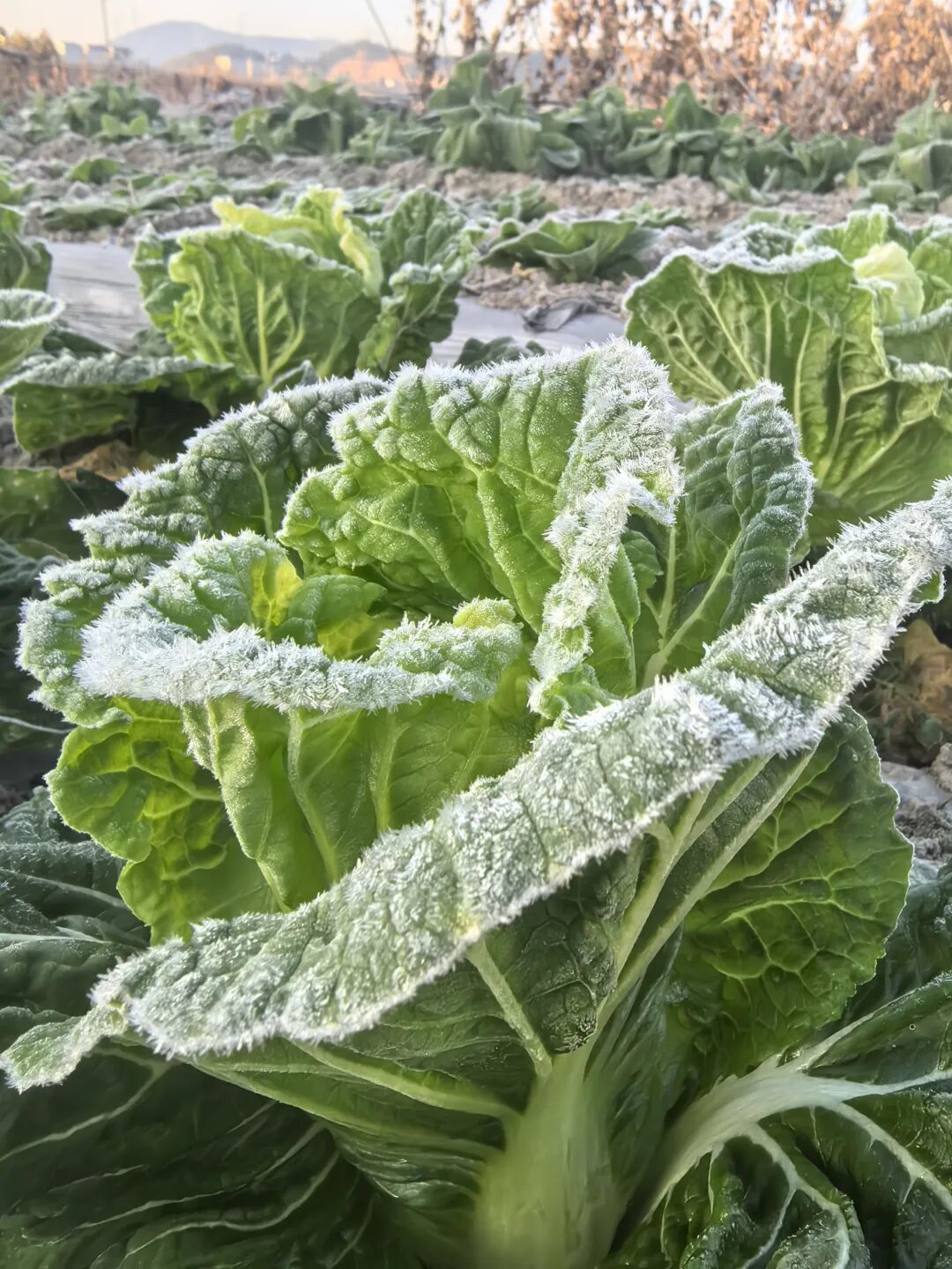 -3.5℃!冷冷冷!福州这里结霜了! -3.5℃!冷冷冷!福州这里结霜了!