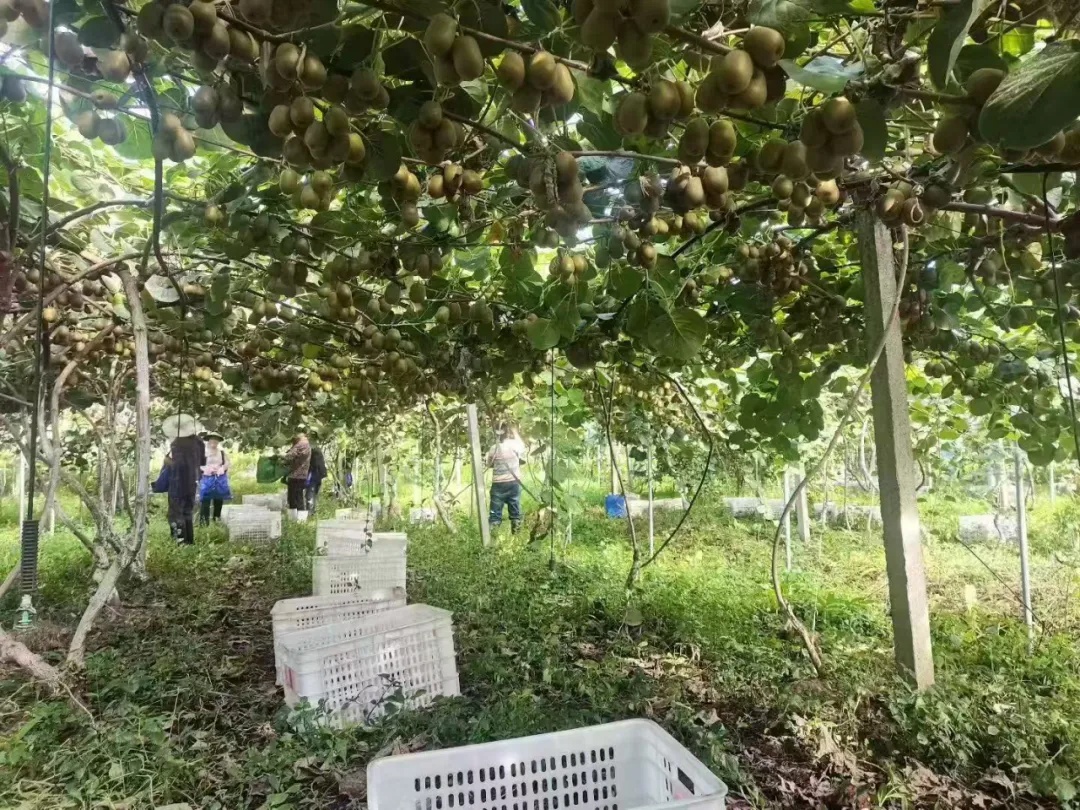 “学霸”夫妻回乡创业,80亩果园年入百万元! “学霸”夫妻回乡创业,80亩果园年入百万元!