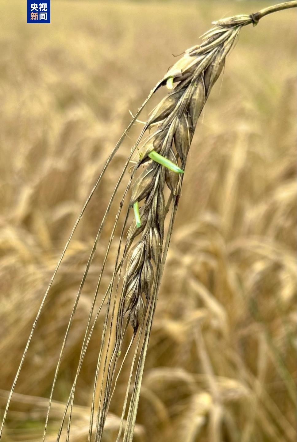 科学家破解大麦种子休眠关键机制 助力应对气候与粮食挑战 科学家破解大麦种子休眠关键机制 助力应对气候与粮食挑战