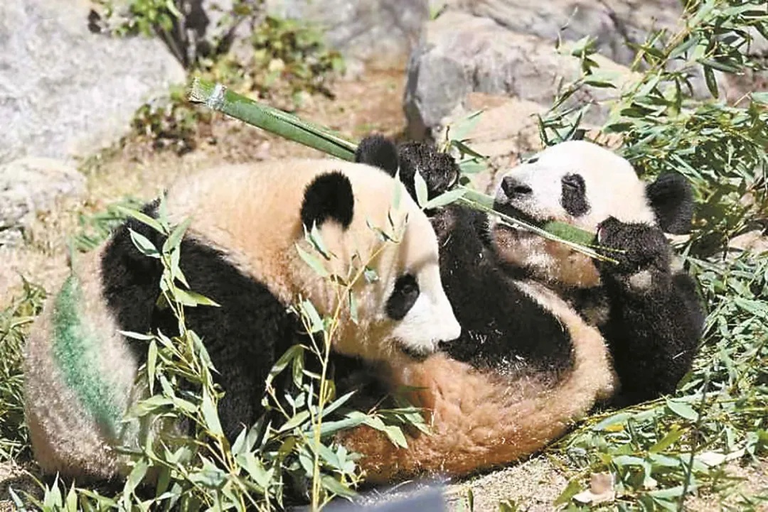 日本政府发布消息：2只旅日大熊猫将送还中国