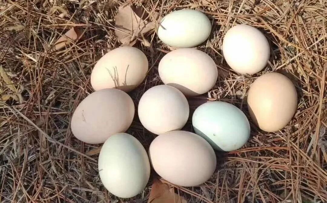 一天吃40个鸡蛋?别学!吃鸡蛋六大误区,很多人天天在犯 一天吃40个鸡蛋?别学!吃鸡蛋六大误区,很多人天天在犯