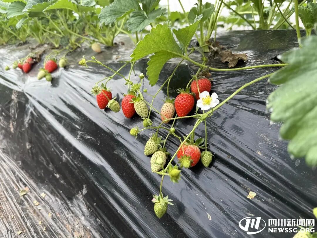 冬草莓上线 季节限定成消费热潮