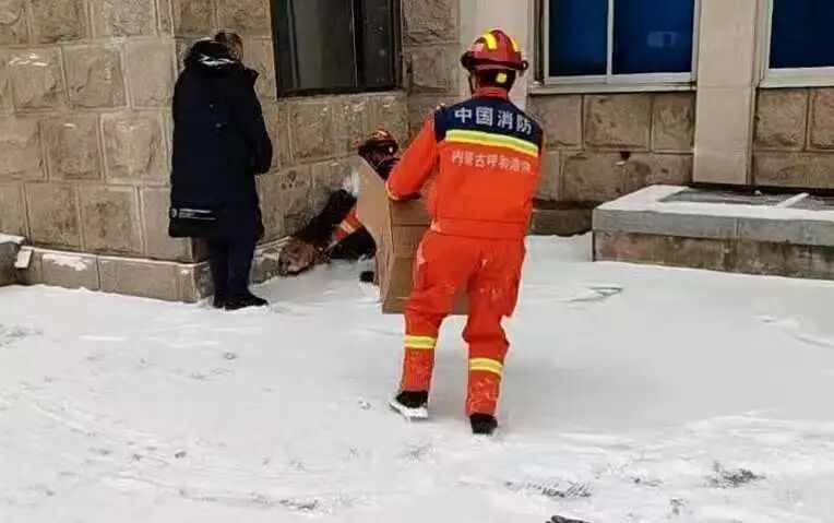 内蒙古工业大学校园惊现“萌物”!消防员都赶来了!结果… 内蒙古工业大学校园惊现“萌物”!消防员都赶来了!结果…
