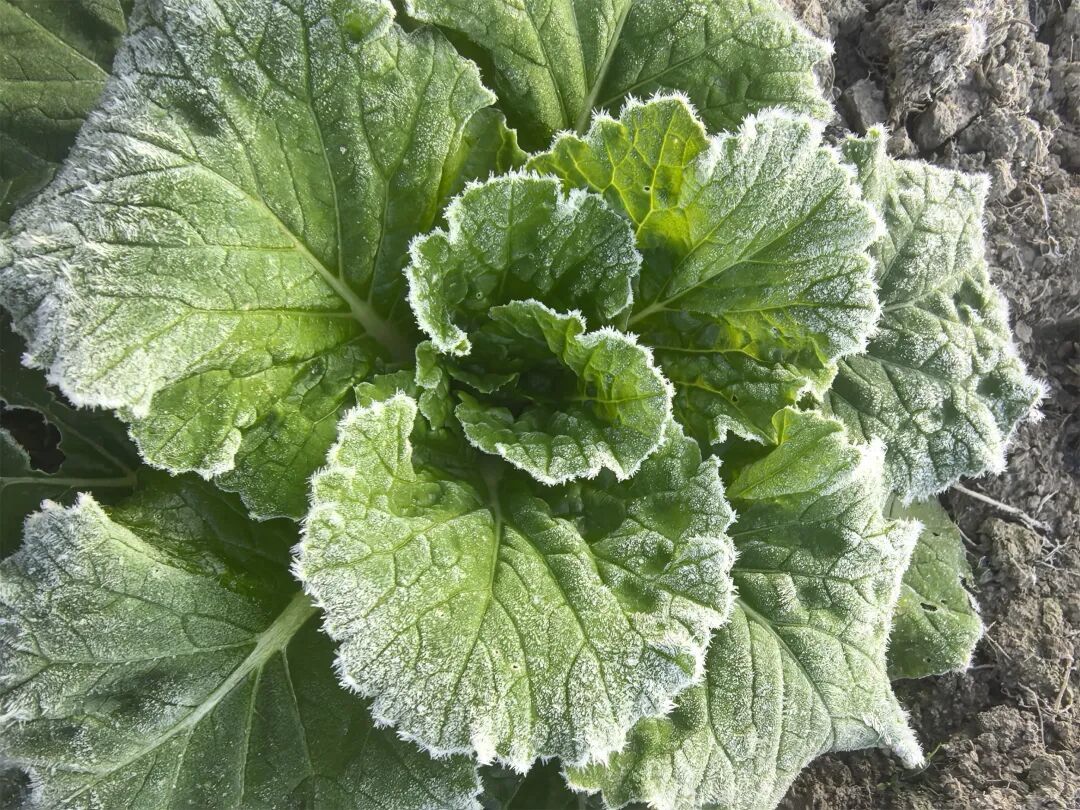 -3.5℃!冷冷冷!福州这里结霜了! -3.5℃!冷冷冷!福州这里结霜了!