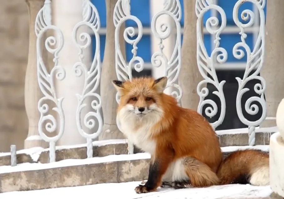 内蒙古工业大学校园惊现“萌物”!消防员都赶来了!结果… 内蒙古工业大学校园惊现“萌物”!消防员都赶来了!结果…