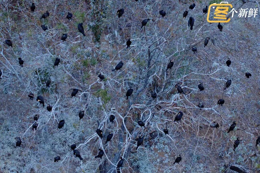 震撼！杭州千岛湖惊现一座“黑色小岛”