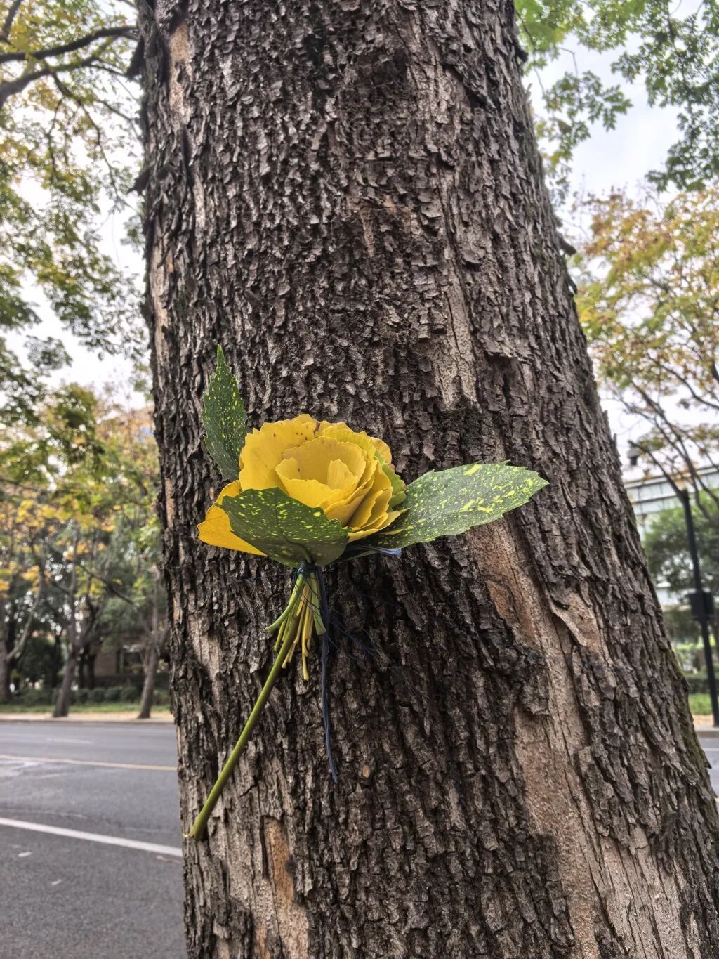 上海多条马路限定风景刷屏出圈!美出新高度,已进入倒计时,想打卡要抓紧→ 上海多条马路限定风景刷屏出圈!美出新高度,已进入倒计时,想打卡要抓紧→