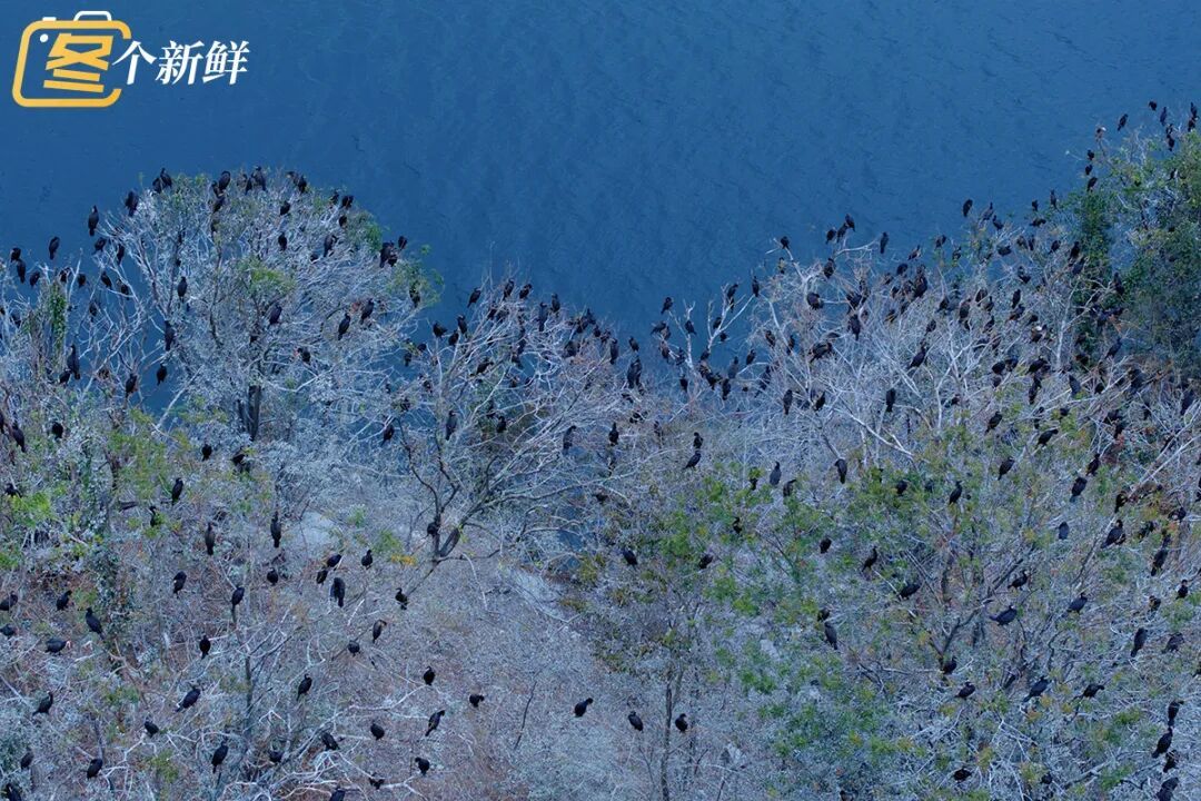 震撼！杭州千岛湖惊现一座“黑色小岛”