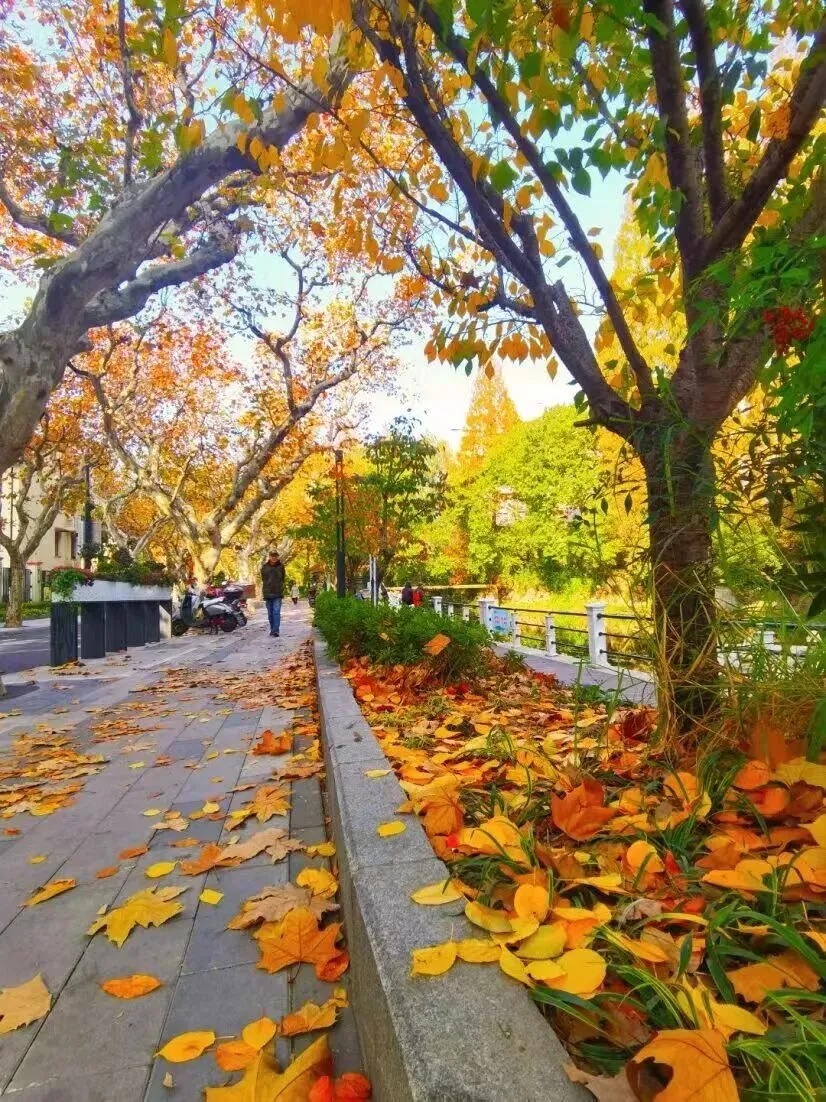 上海多条马路限定风景刷屏出圈!美出新高度,已进入倒计时,想打卡要抓紧→ 上海多条马路限定风景刷屏出圈!美出新高度,已进入倒计时,想打卡要抓紧→