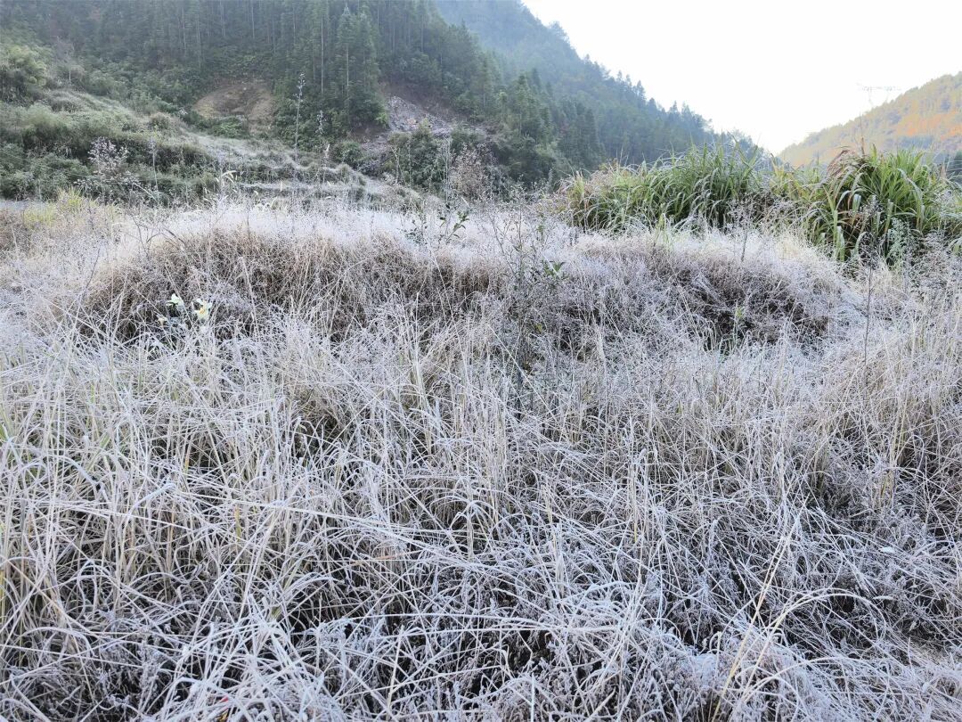 -3.5℃!冷冷冷!福州这里结霜了! -3.5℃!冷冷冷!福州这里结霜了!