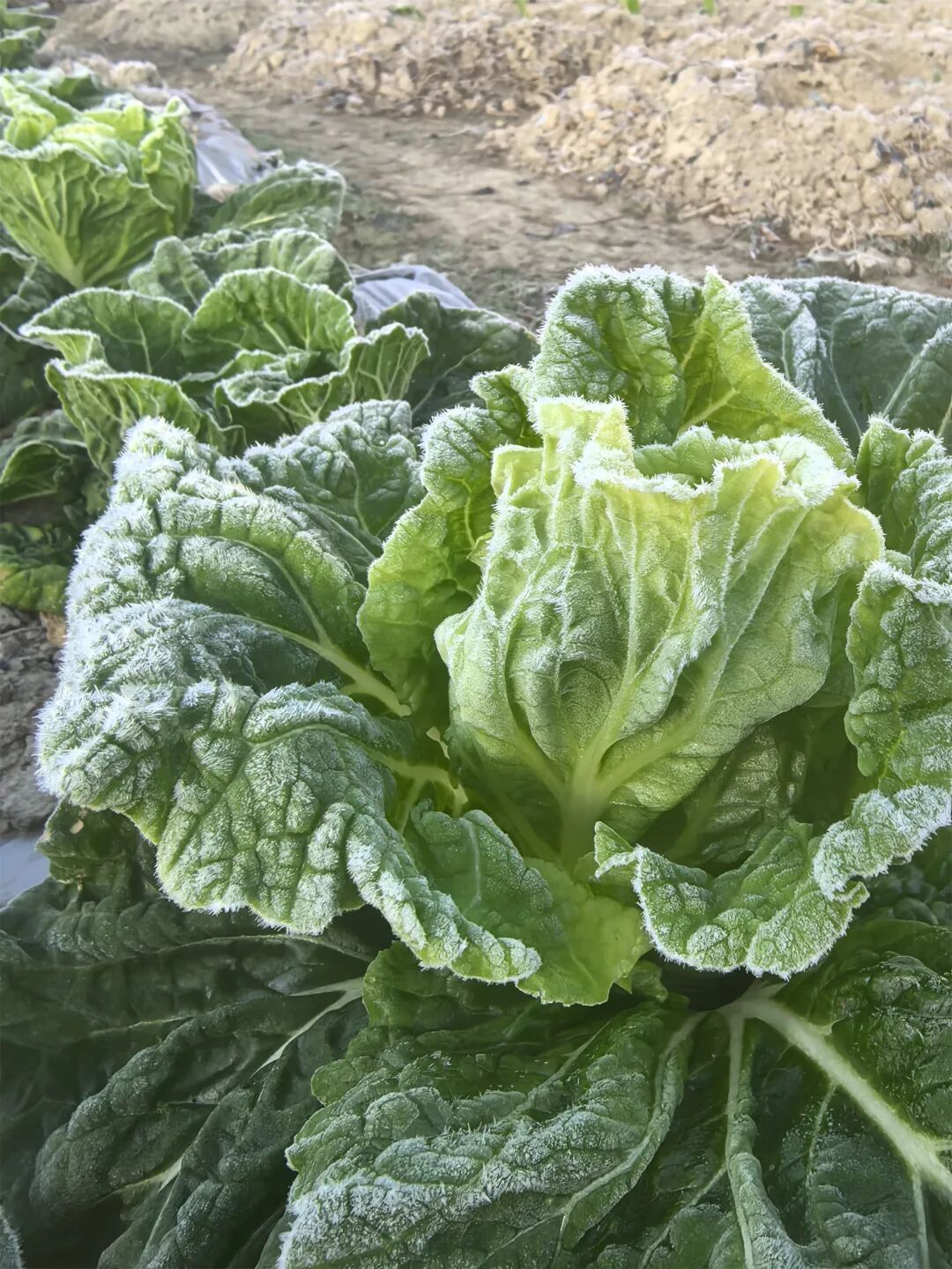 -3.5℃!冷冷冷!福州这里结霜了! -3.5℃!冷冷冷!福州这里结霜了!