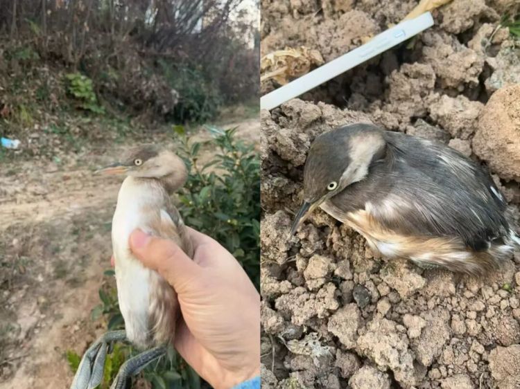 小䴙（pì）䴘（tī）是啥？警方提醒