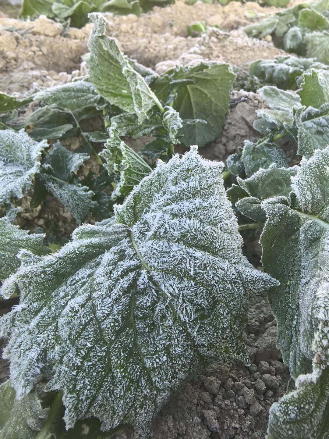 -3.5℃!冷冷冷!福州这里结霜了! -3.5℃!冷冷冷!福州这里结霜了!