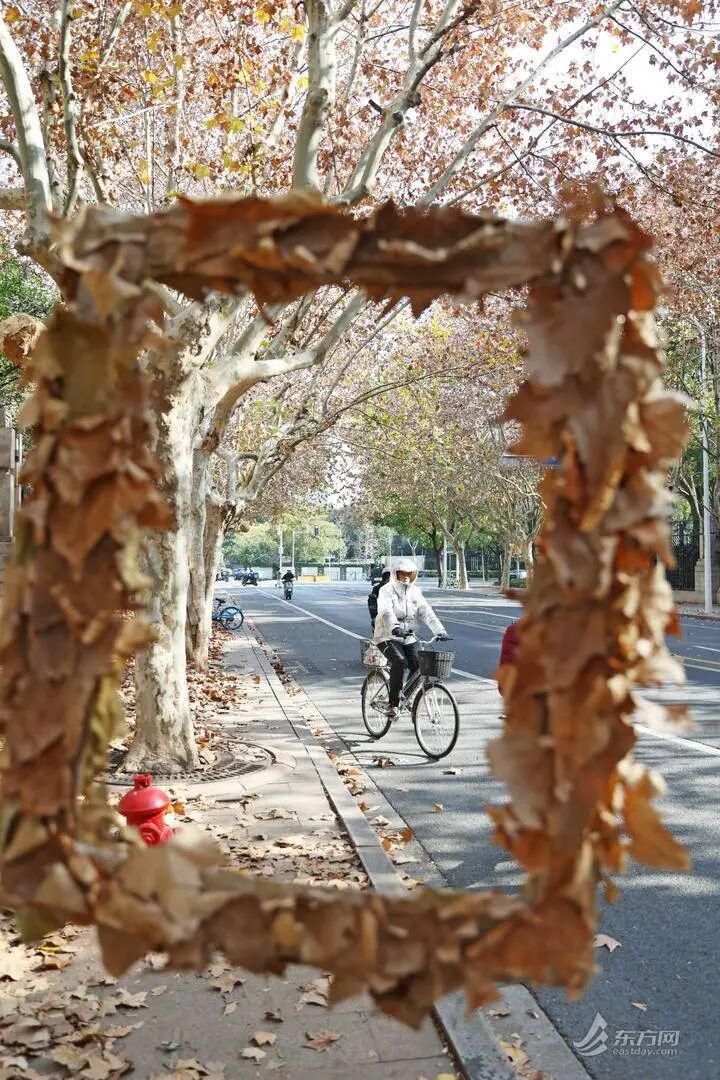 上海多条马路限定风景刷屏出圈!美出新高度,已进入倒计时,想打卡要抓紧→ 上海多条马路限定风景刷屏出圈!美出新高度,已进入倒计时,想打卡要抓紧→