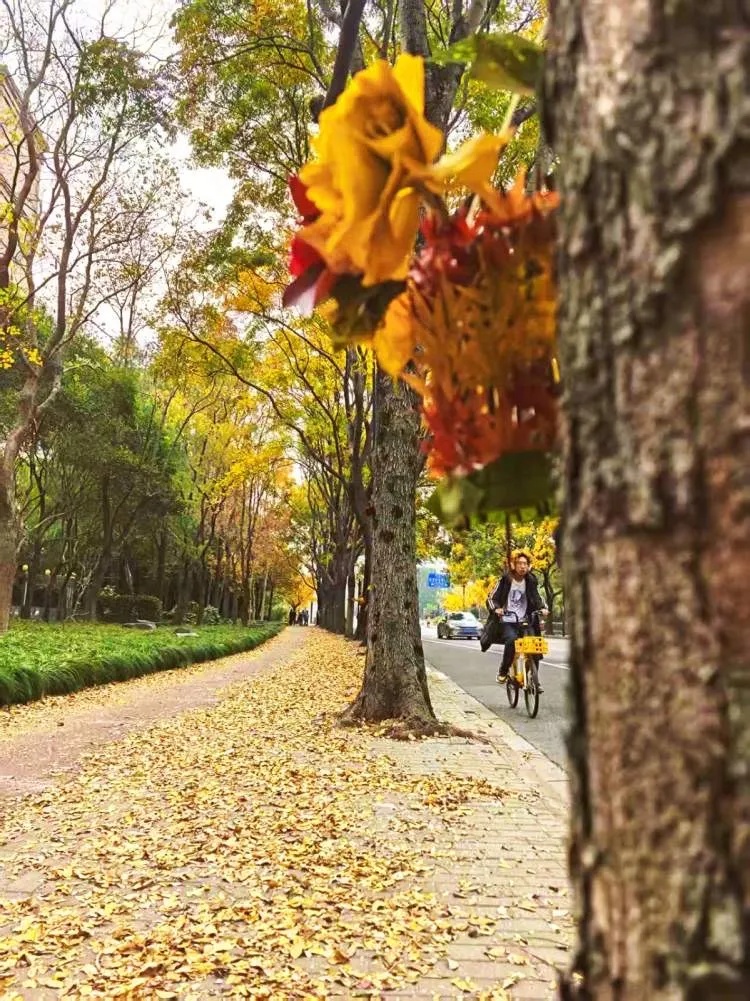 上海多条马路限定风景刷屏出圈!美出新高度,已进入倒计时,想打卡要抓紧→ 上海多条马路限定风景刷屏出圈!美出新高度,已进入倒计时,想打卡要抓紧→