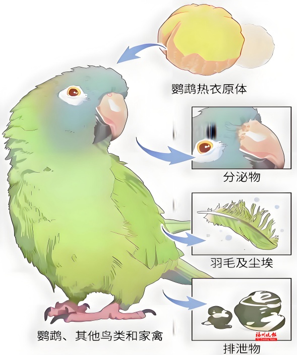 “家里养了一些鸡鸭，怎么得了肺炎？”