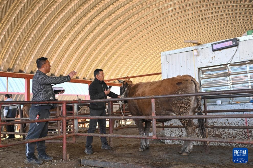 在新疆的巴扎 他们是连接牧场和市场的“纽带” 在新疆的巴扎 他们是连接牧场和市场的“纽带”
