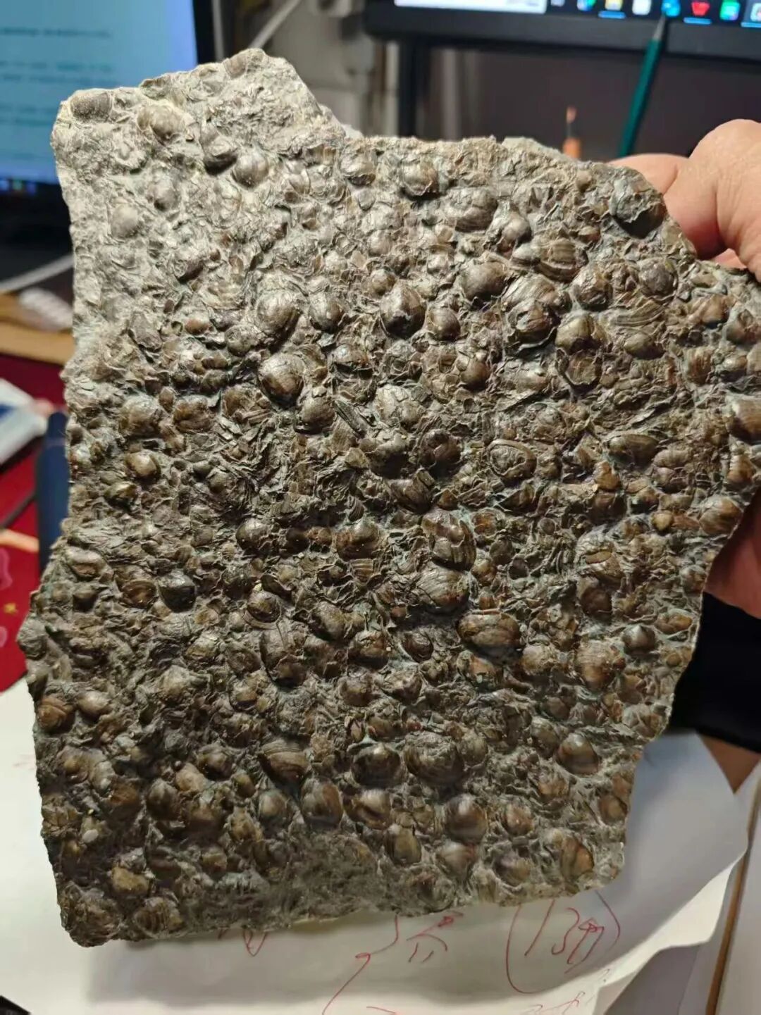 “中央公园挖宝”官方最新回应:确有常见化石,呼吁保护勿开挖! “中央公园挖宝”官方最新回应:确有常见化石,呼吁保护勿开挖!