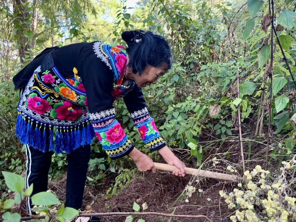 松露,为什么成了中国新“土特产”? 松露,为什么成了中国新“土特产”?