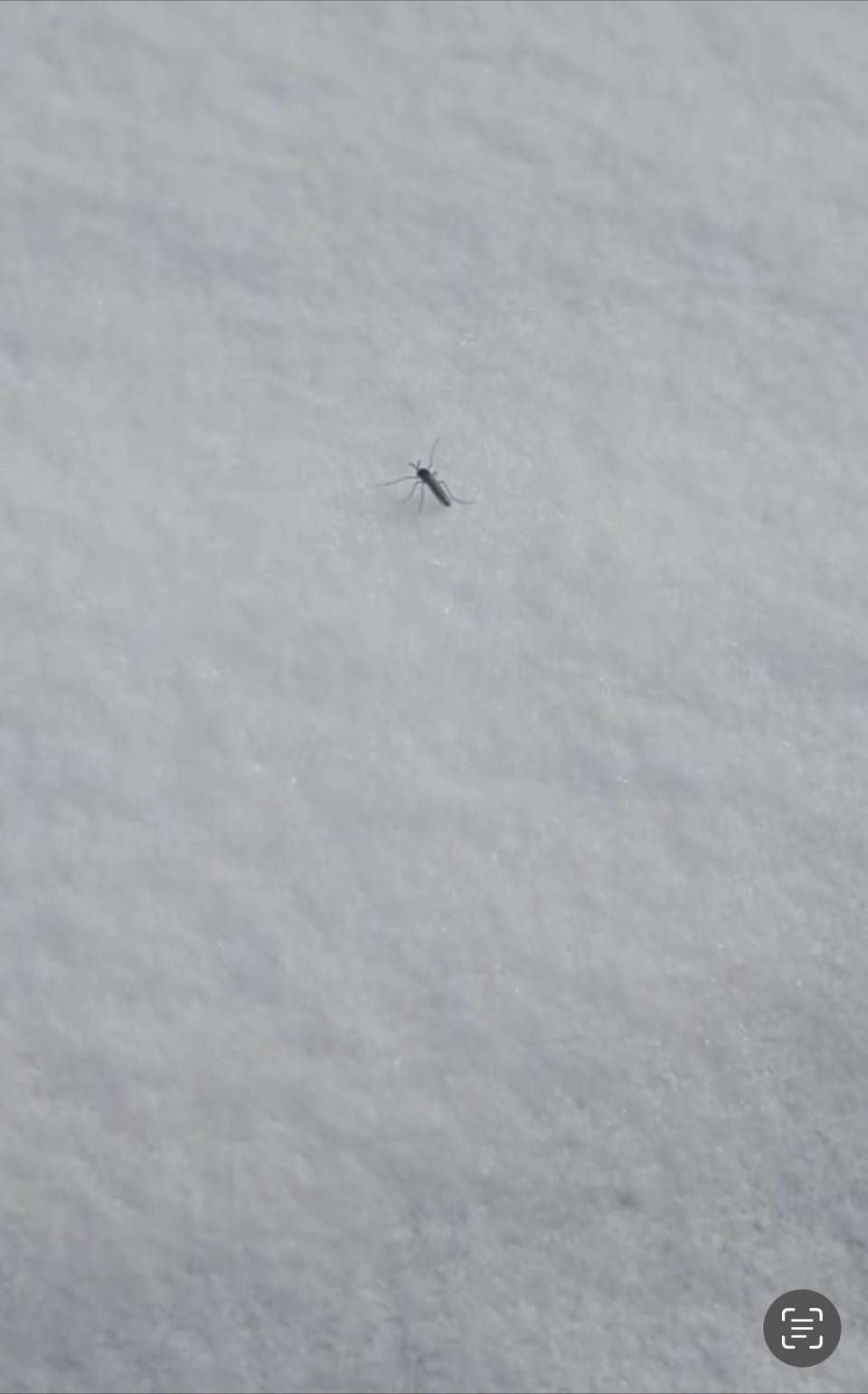 北京雪地上有蚊子在爬？ 专家：大概率为淡色库蚊或骚扰库蚊，抗寒能力极强