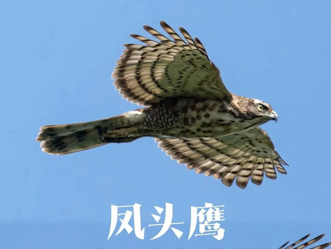 “鹰脸扫地”挽尊版——家人们,我刚用脸接了栋楼 “鹰脸扫地”挽尊版——家人们,我刚用脸接了栋楼