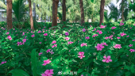 南沙赤瓜礁首次记录到海龟产卵 南沙赤瓜礁首次记录到海龟产卵