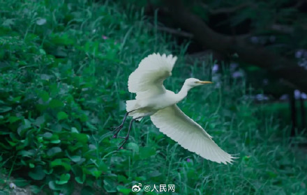 南沙赤瓜礁首次记录到海龟产卵 南沙赤瓜礁首次记录到海龟产卵