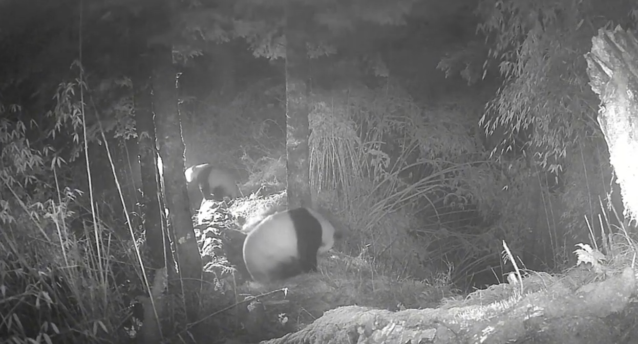 大熊猫国家公园多次记录熊猫母子温馨互动 红外相机见证野生种群幸福瞬间 大熊猫国家公园多次记录熊猫母子温馨互动 红外相机见证野生种群幸福瞬间