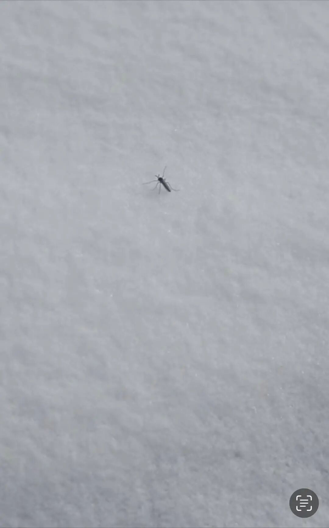 北京雪地上有蚊子在爬? 专家:这种蚊子抗寒能力极强 北京雪地上有蚊子在爬? 专家:这种蚊子抗寒能力极强