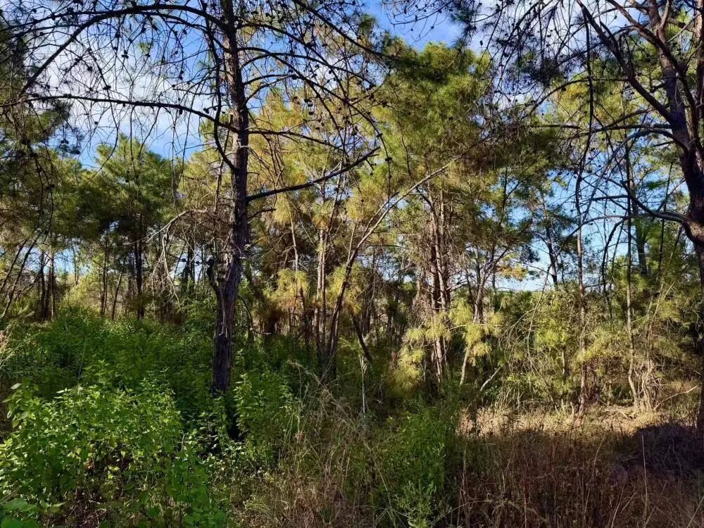 松露,为什么成了中国新“土特产”? 松露,为什么成了中国新“土特产”?