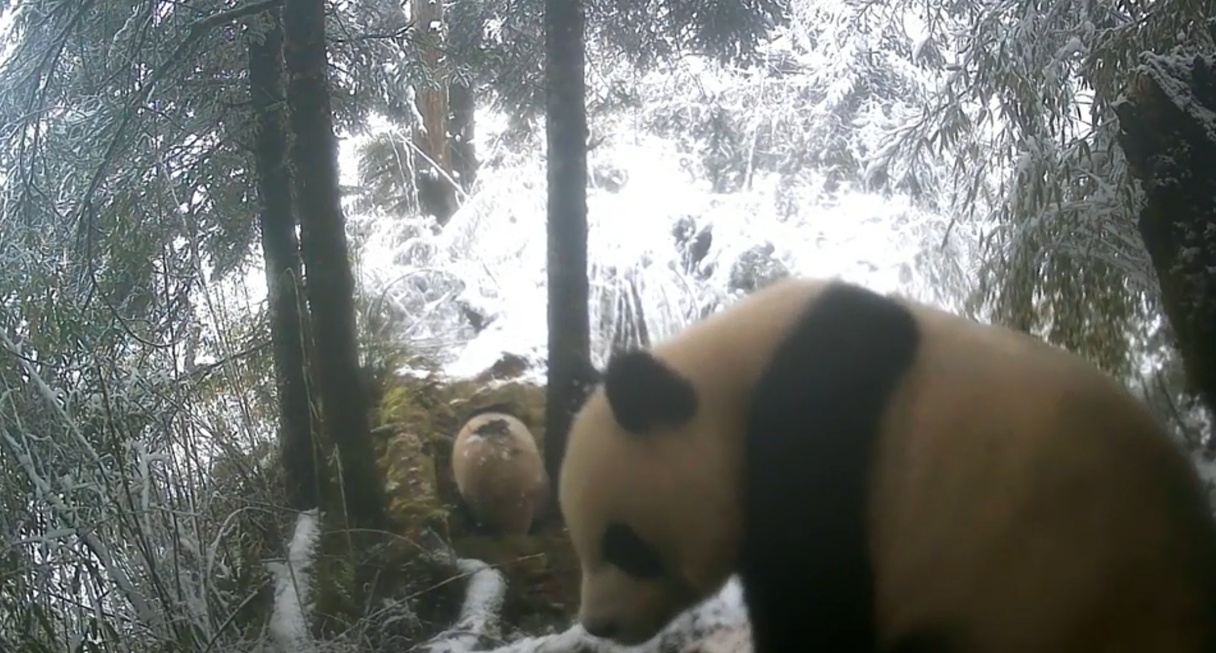 大熊猫国家公园多次记录熊猫母子温馨互动 红外相机见证野生种群幸福瞬间 大熊猫国家公园多次记录熊猫母子温馨互动 红外相机见证野生种群幸福瞬间