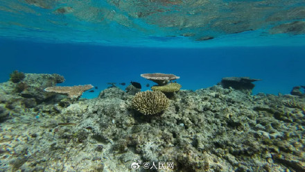 南沙赤瓜礁首次记录到海龟产卵 南沙赤瓜礁首次记录到海龟产卵