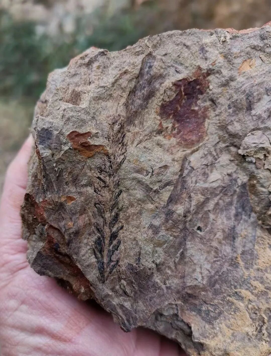 “中央公园挖宝”官方最新回应:确有常见化石,呼吁保护勿开挖! “中央公园挖宝”官方最新回应:确有常见化石,呼吁保护勿开挖!