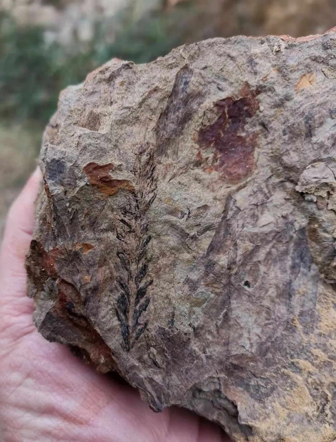 重庆中央公园有化石?官方回应:确有常见化石,请勿擅自开挖 重庆中央公园有化石?官方回应:确有常见化石,请勿擅自开挖