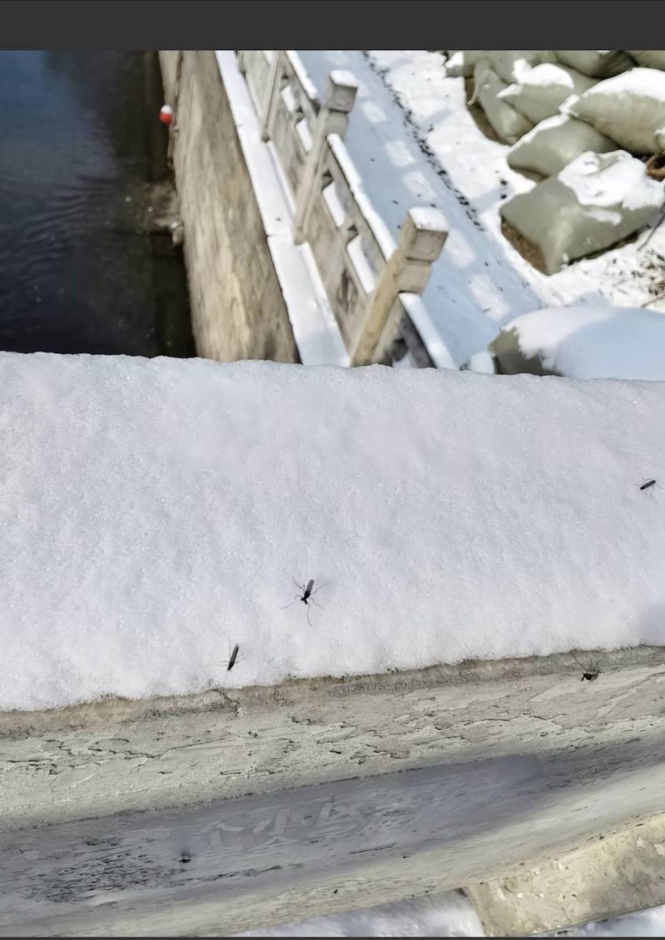 北京雪地上有蚊子在爬？ 专家：大概率为淡色库蚊或骚扰库蚊，抗寒能力极强
