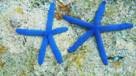 南沙赤瓜礁首次记录到海龟产卵 南沙赤瓜礁首次记录到海龟产卵