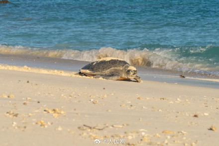 南沙赤瓜礁首次记录到海龟产卵 南沙赤瓜礁首次记录到海龟产卵