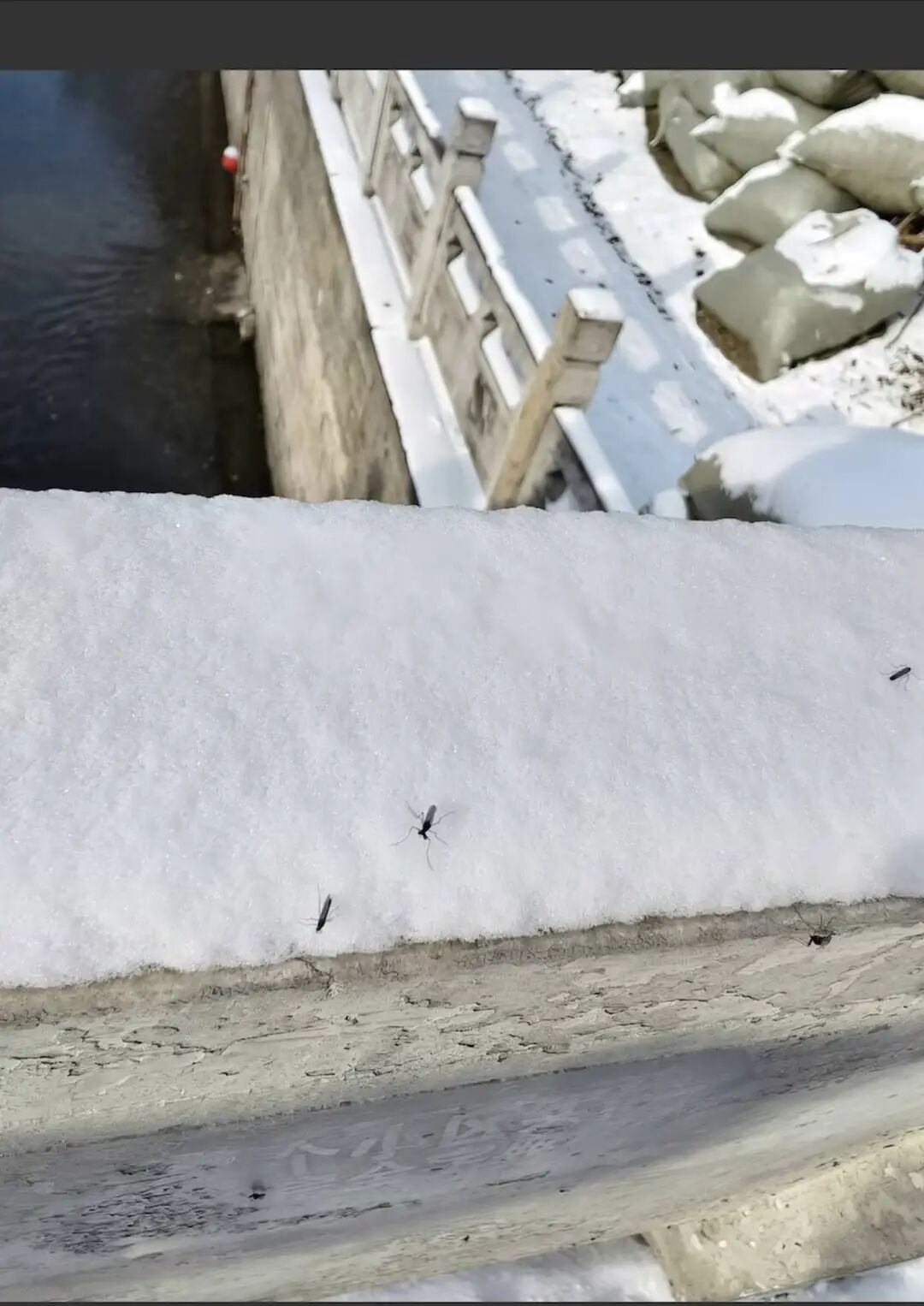 北京雪地上有蚊子在爬? 专家:这种蚊子抗寒能力极强 北京雪地上有蚊子在爬? 专家:这种蚊子抗寒能力极强