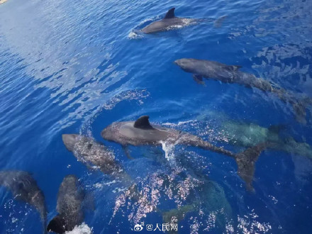 南沙赤瓜礁首次记录到海龟产卵 南沙赤瓜礁首次记录到海龟产卵