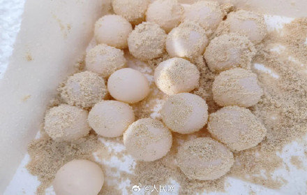 南沙赤瓜礁首次记录到海龟产卵 南沙赤瓜礁首次记录到海龟产卵