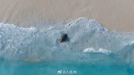 南沙赤瓜礁首次记录到海龟产卵 南沙赤瓜礁首次记录到海龟产卵