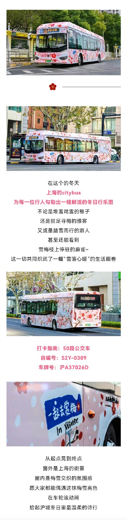 马路上的流动美景!上海公交50路Citybus换上粉嫩新装 马路上的流动美景!上海公交50路Citybus换上粉嫩新装