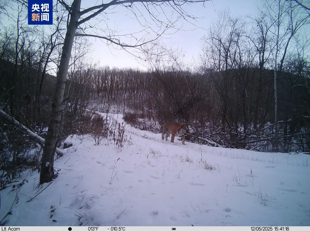 “完达山1号”再度现身 “完达山1号”再度现身