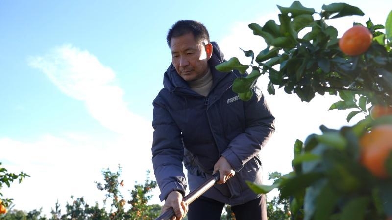 江西石城:柑橘穿“冬衣” 防寒抗冻有保障 江西石城:柑橘穿“冬衣” 防寒抗冻有保障