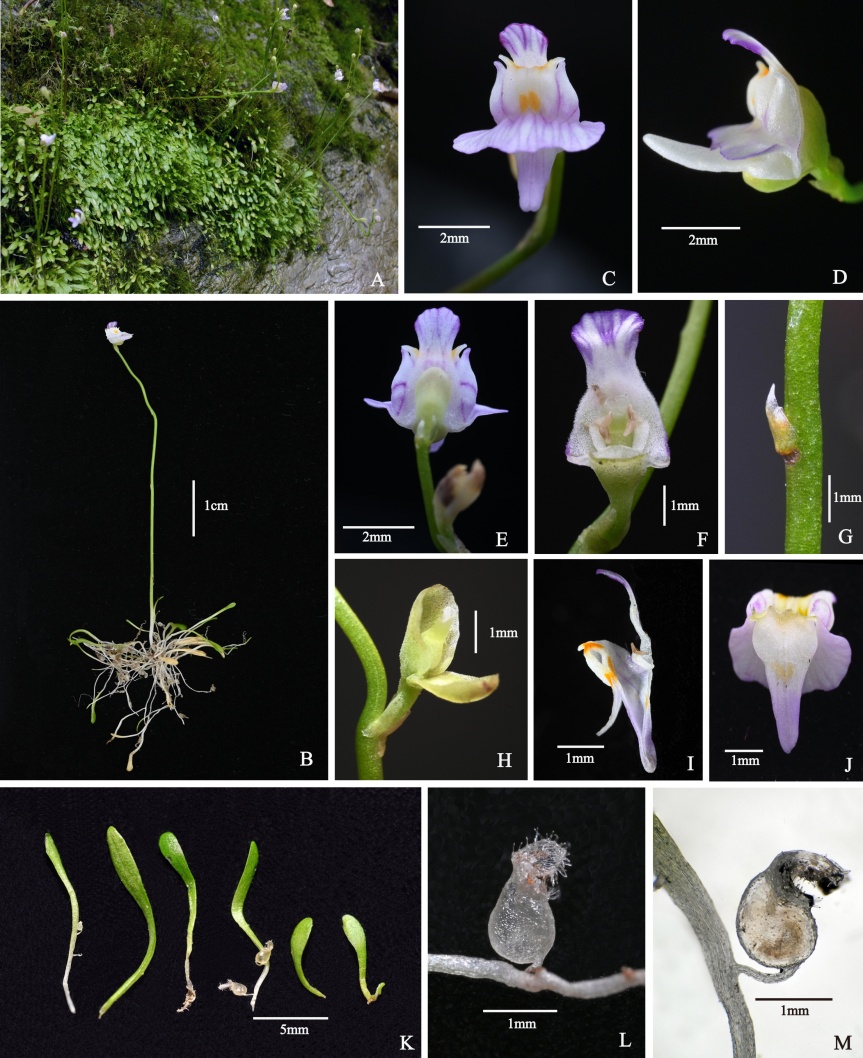 广西发现植物新种大明山挖耳草