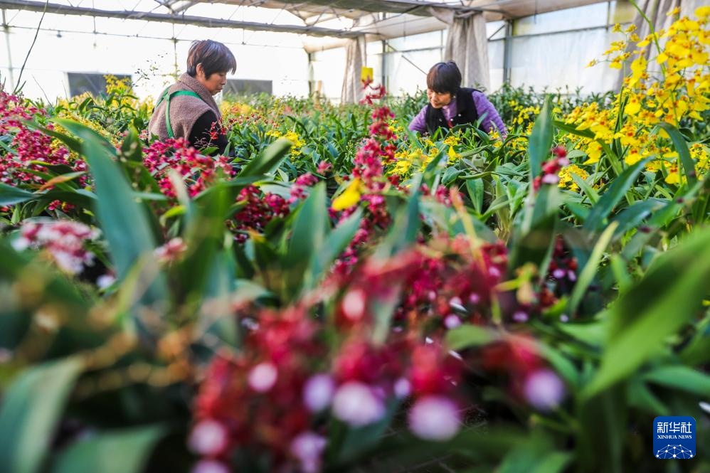 新年将至 &nbsp;鲜花经济迎“绽放”