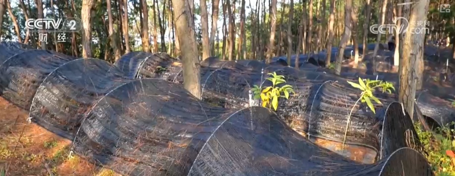 绿色资源变“绿色财富” 多元“借绿生金”路径助力百姓“点绿成金”“点海成金”