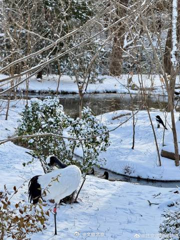 雪后的北京动物园~