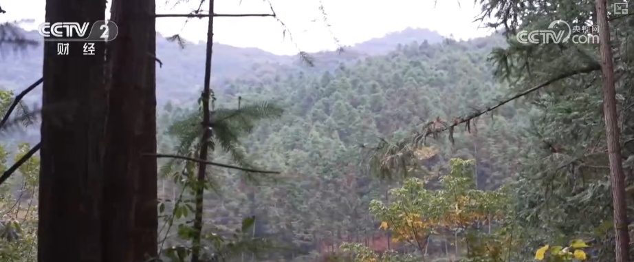 绿色资源变“绿色财富” 多元“借绿生金”路径助力百姓“点绿成金”“点海成金”